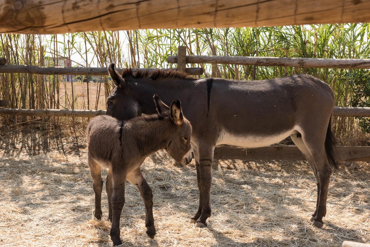 Affittacamere Pensao Agricola Cabanas De Tavira Esterno foto